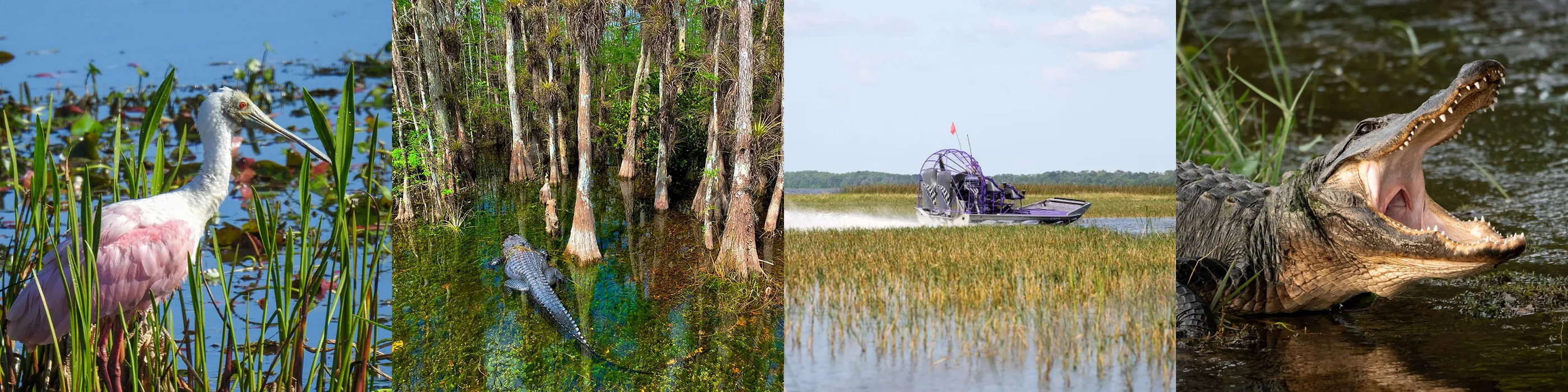 Frise de photos des Everglades : alligator, mangrove et hydroglisseur