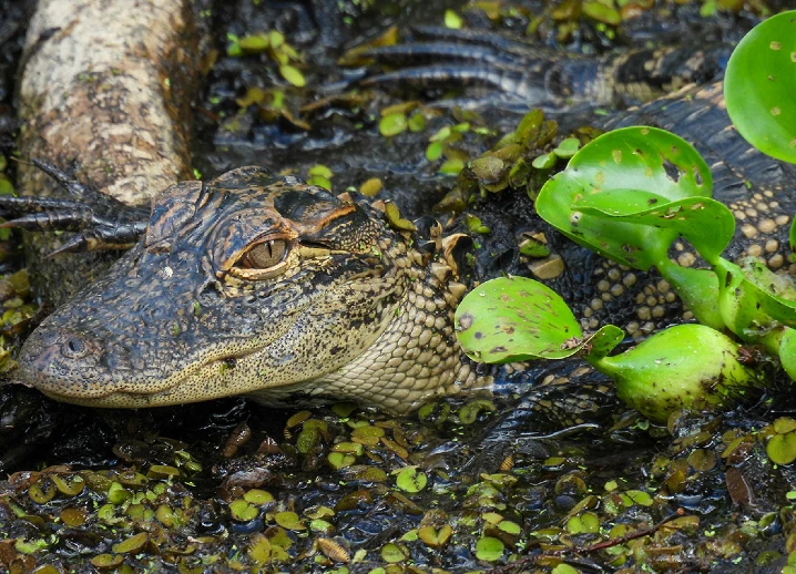 Alligator dans les Everglades